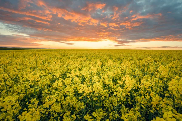 Bloomin Rapsfeld Abend Schöne Landwirtschaftliche Landschaft Gelber Raps Unter Dramatischem — Stockfoto