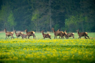 Geyik sürüsü yeşil alanda koşuyor. Vahşi yaşam geçmişi. Vahşi hayvanlarla dolu yaz manzarası.