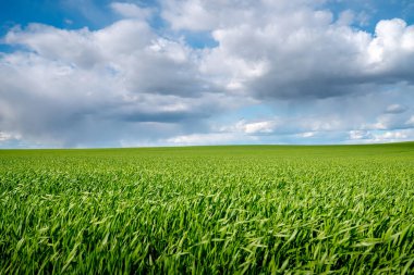 Beyaz bulutlu, güzel gökyüzünün altında yeşil çimen tarlası. Yaz kırsal arka planı.
