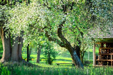 Çiçeklerle dolu bir bahar bahçesi. Beyaz çiçekler. Bahar doğası.