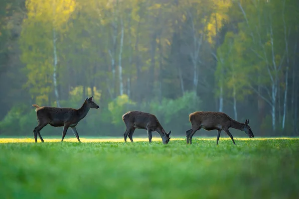Tres Ciervos Campo Con Hierba Verde Fresca Mañana Vida Silvestre — Foto de Stock