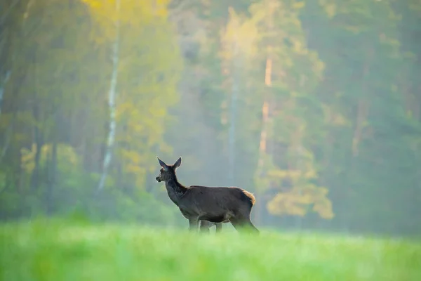 Deer Green Field Morning Wildlife Animals Summer Landscape Deer Hunting — Stock Photo, Image