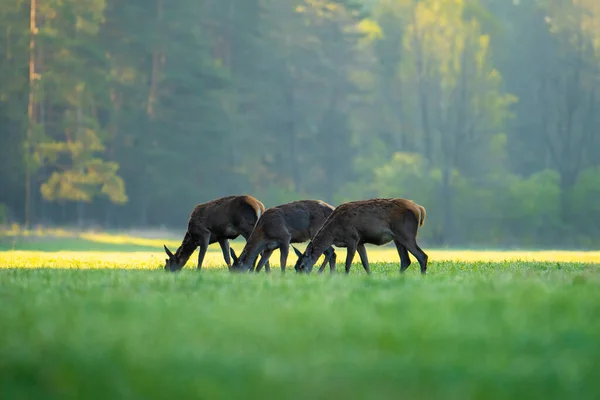 Skupina Jelenů Čerstvou Trávu Hřišti Ranní Krajina Divokými Zvířaty Divoká — Stock fotografie