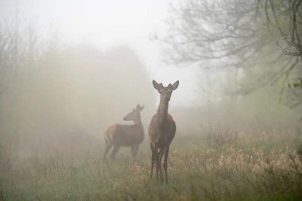 Two Deer Forest Foggy Morning Animals Wildlife — Stock Photo, Image