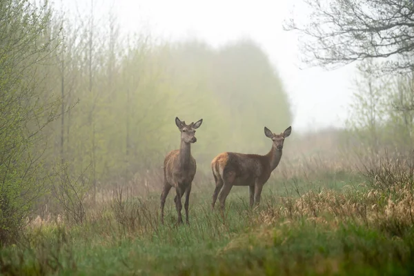 Two Young Deer Wildlife Misty Morning Spring Morning Landscape — Stock Photo, Image