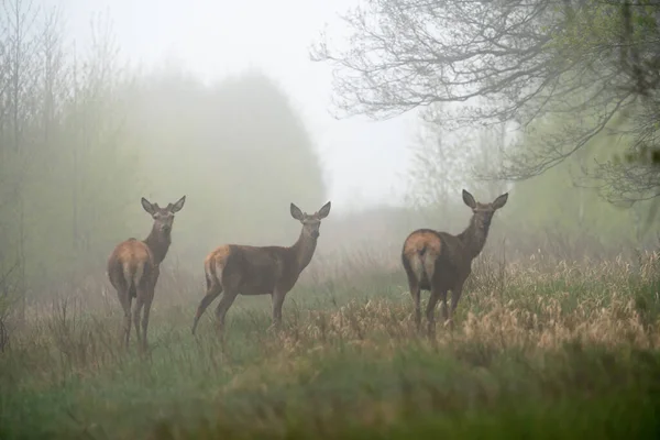 Tree Deer Foggy Morning Forest Wildlife Landscape Deer — Stock Photo, Image