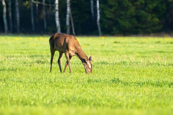 Deer Grazes Meadow Evening Summer Wildlife Hunting Background — Stock Photo, Image