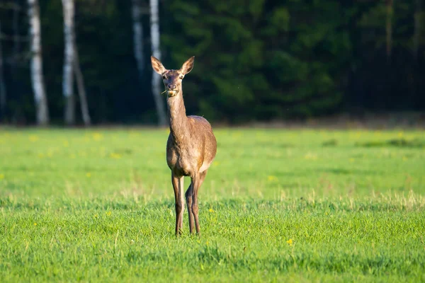Funny Deer Evening Sunlight Green Meadow Forest Background Deer Looking — Stock Photo, Image