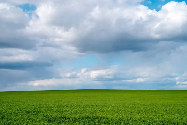 Summer Agricultural Landscape Field Green Wheat Blue Sky White Clouds — Stock Photo, Image