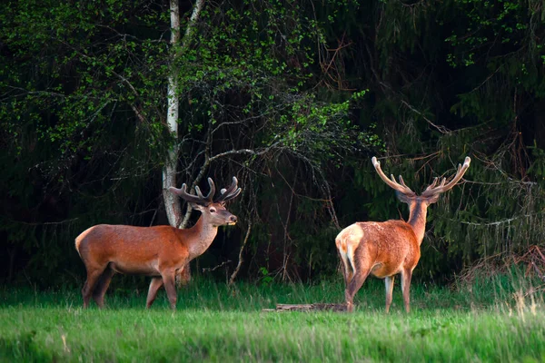 Two Deer Antlers Meadow Forest Deer Wildlife Summer Scene Wild — Stock Photo, Image