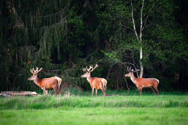 Deer Wildlife Three Deer Standing Green Meadow Forest Wildlife Background — Stock Photo, Image
