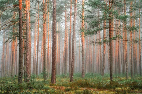 Grüner Sonniger Wald Waldlandschaft Mit Kiefern Die Von Sonnenlicht Erhellt — Stockfoto