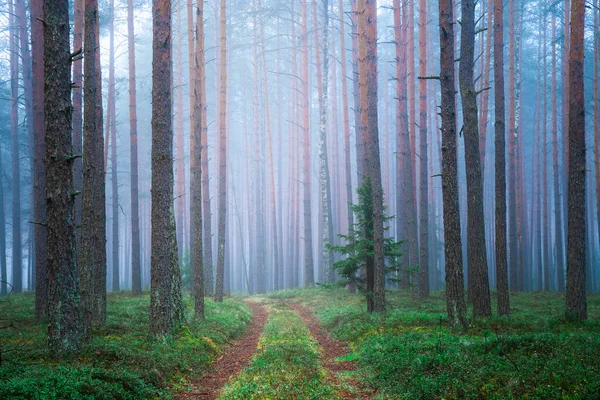 Der Malerische Wald Morgen Grüner Wald Mit Pfad Waldlandschaft Mit — Stockfoto