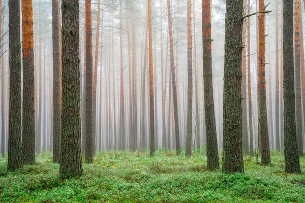 Clear green forest. Scenic spring landscape. Pine trees in woodland with green moss in misty morning. Picturesque forest background.