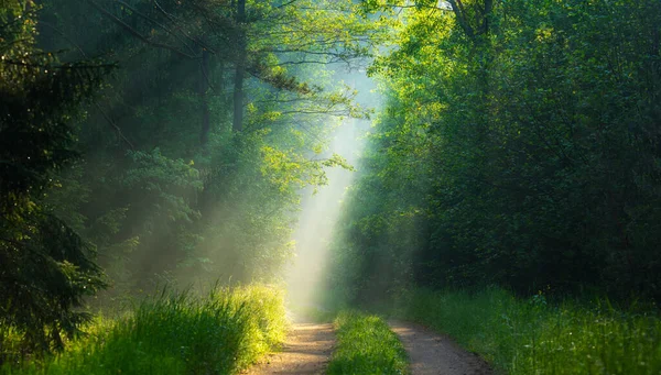 Grünes Waldsonnenlicht Strahlende Sonnenstrahlen Wald Auf Dem Weg Durch Grüne — Stockfoto
