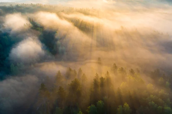 Nebliger Sommerwald Sommersonnenstrahlen Luftaufnahme Einer Waldlandschaft Mit Sonnenlicht Bunte Frühlingshintergrund — Stockfoto
