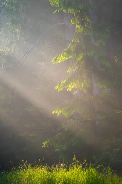 Rayons Soleil Dans Forêt Lumière Soleil Dans Les Bois Paysage — Photo