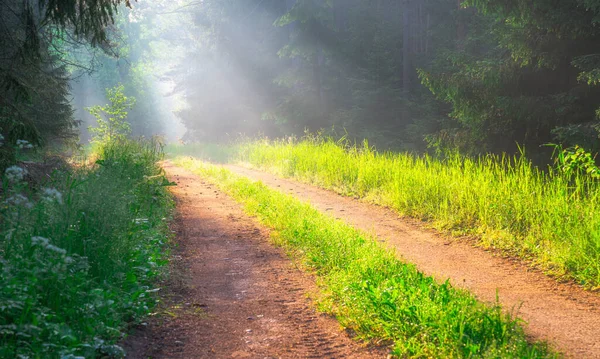 Sendero Bosque Brumoso Con Rayos Sol Través Árboles Fondo Viaje — Foto de Stock