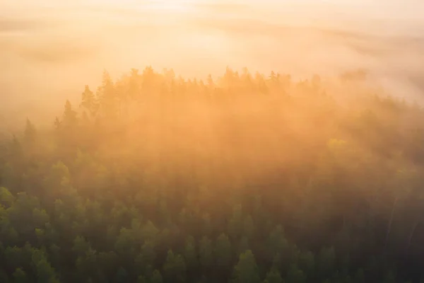 Nebliger Wald Morgensonnenlicht Luftaufnahme Bei Sonnenstrahlen Die Durch Bäume Scheinen — Stockfoto