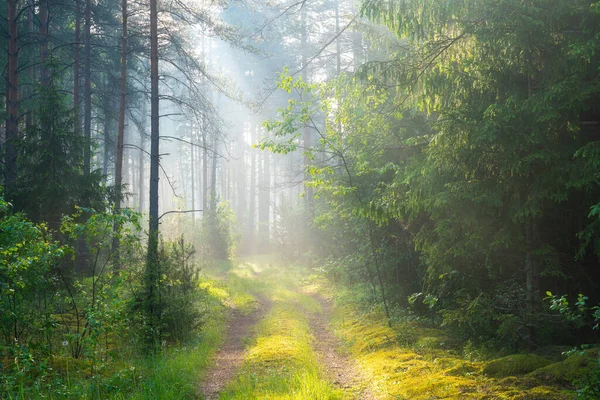 Floresta Ensolarada Verde Raios Sol Floresta Com Caminho Floresta Cênica — Fotografia de Stock