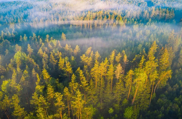 Zelený Les Úsvitu Shora Krásné Lesní Pozadí Evropské Povahy Mlha — Stock fotografie