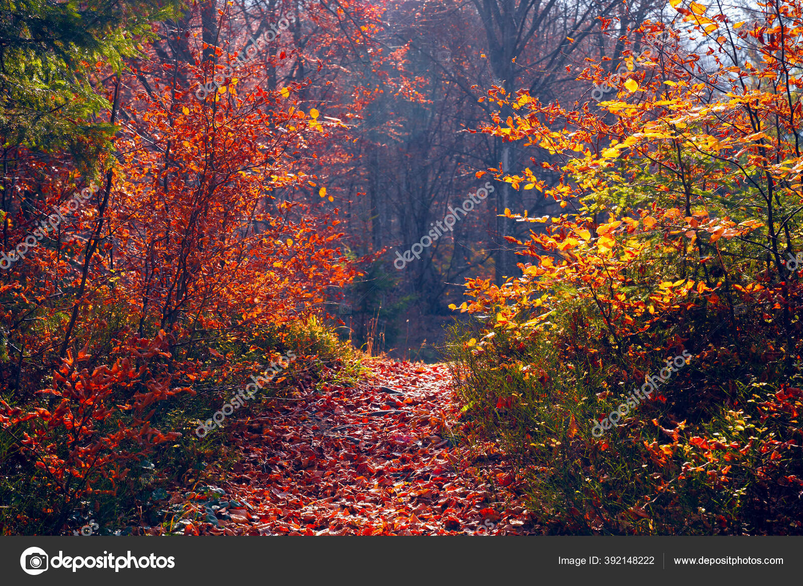 Autumn Forest Background Path Covered Red Foliage Autumn Forest Morning Stock Photo Image By C Alex Ugalek
