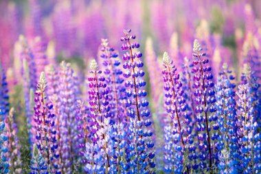 Menekşe çiçekleri. Çiçek açan yaz lupinleri. Yaz arkaplanı.