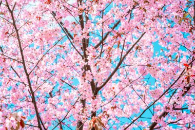 Mavi açık gökyüzü arka planına sahip dallarda çiçek açan pembe sakura çiçekleri. Bahar arkaplanı.