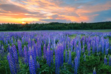 Çiçek açan lupinlerle birlikte yaz günbatımı. Akşamları parlak gökyüzünün altında mavi çiçekler. Manzaralı yaz manzarası.