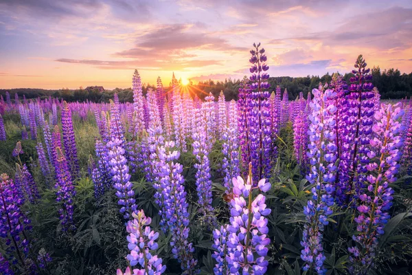 Zomer Landschap Met Violette Bloemen Bij Zonsondergang Zomer Avond Het — Stockfoto