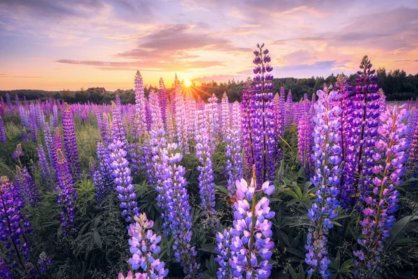 Paisaje Verano Con Flores Violetas Atardecer Tarde Verano Campo Con — Foto de Stock