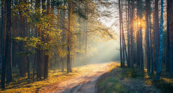 Lesní Krajina Jasnými Slunečními Paprsky Venkovská Cesta Slunném Lese Varujte — Stock fotografie