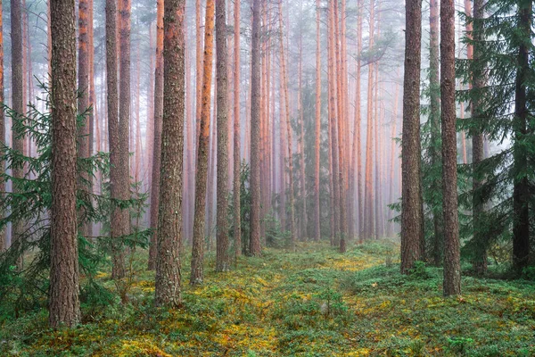 Rent Grønt Skovområde Sommeren Grøn Skov Med Tåge Morgenen Sommerskov - Stock-foto