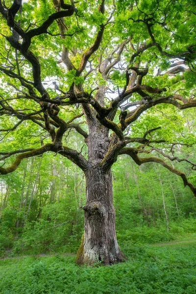 Tall green oak with lush foliage in summer. Green nature concept. Summer nature background.