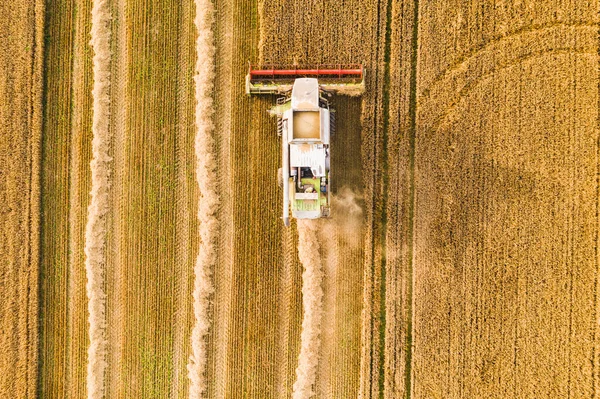 Vögel Bei Der Weizenfeldernte Landwirtschaftliches Fahrzeug Arbeitet Auf Feld — Stockfoto