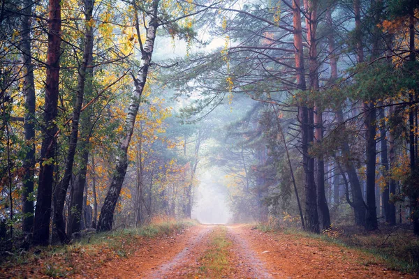 Осенний Лес Туманом Деревья Разноцветными Листьями Вдоль Пути Земля Покрыта — стоковое фото