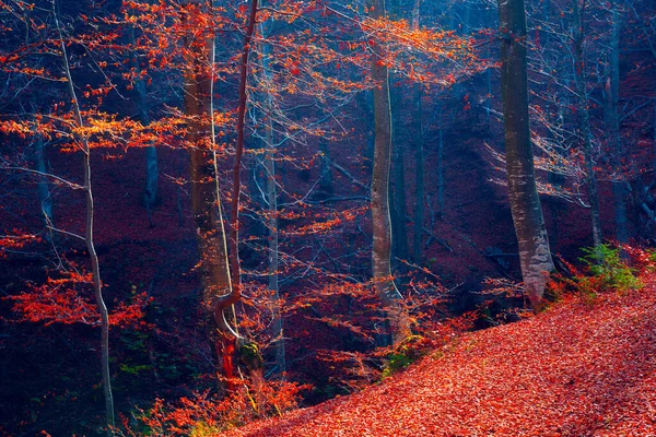 Herfst Bos Bergen Bomen Met Rode Bladeren Begane Grond Bedekt — Stockfoto