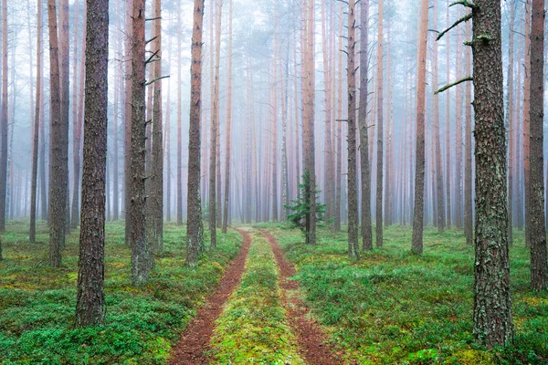 Φθινοπωρινό Δάσος Πράσινα Βρύα Όμορφο Δασικό Τοπίο Μονοπάτι Ανάμεσα Πεύκα — Φωτογραφία Αρχείου