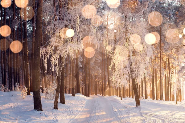 Winterwald Weihnachten Hintergrund Mit Farbe Schneeflocken — Stockfoto