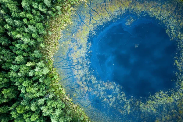 上から森の中の青い湖 夏の風景 湖畔に緑の葉を持つ木 ロイヤリティフリーのストック写真