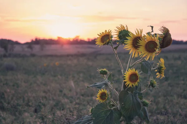Lonely bouquet of sunflowers in a field at sunset.