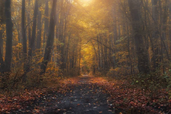Geheimnisvoller Nebelwald Abend Nach Dem Regen Malerische Herbstlandschaft — Stockfoto