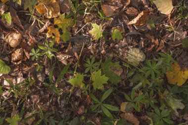 Yere düşen yapraklar kuru. Sonbahar duvar kağıdı.