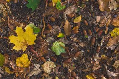 Yere düşen yapraklar kuru. Sonbahar duvar kağıdı.
