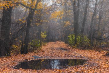 Gizemli orman akşam yağmur sonra. Güzel sonbahar manzara.