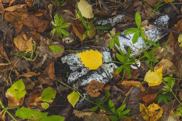 在地上干落叶 秋季壁纸 — 图库照片