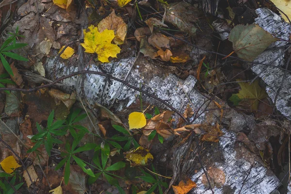 在地上干落叶 秋季壁纸 — 图库照片