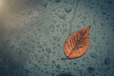 Yağmur damlaları ve düşen sarı yaprak şaşırıp kalmış üstünde belgili tanımlık pencere.