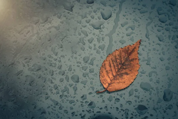 雨滴和掉落的黄叶卡在窗户上 — 图库照片