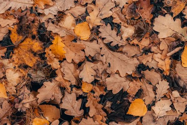Folhas Secas Caídas Chão Papel Parede Outono — Fotografia de Stock